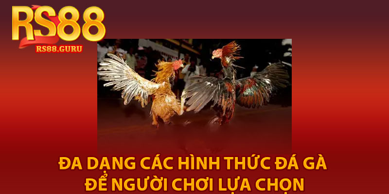Đá Gà RS88 – Trải Nghiệm Gà Đá Siêu Thú Vị 2 đa dạng các hình thức đá gà để người chơi lựa chọn